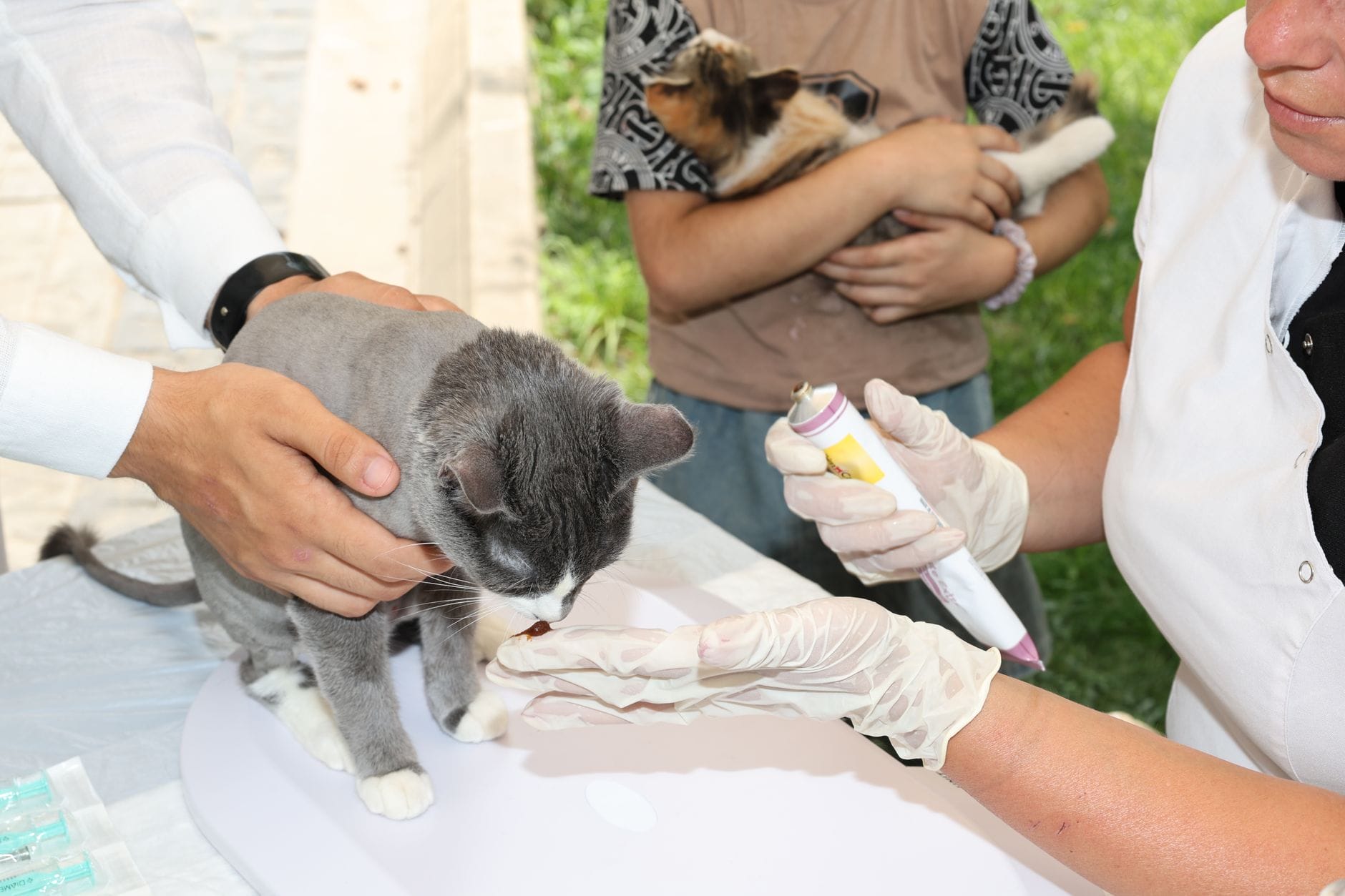 Küçükçekmece veteriner klinikleri – Küçükçekmece’de Veteriner Klinikleri ve Fiyatları 2026
